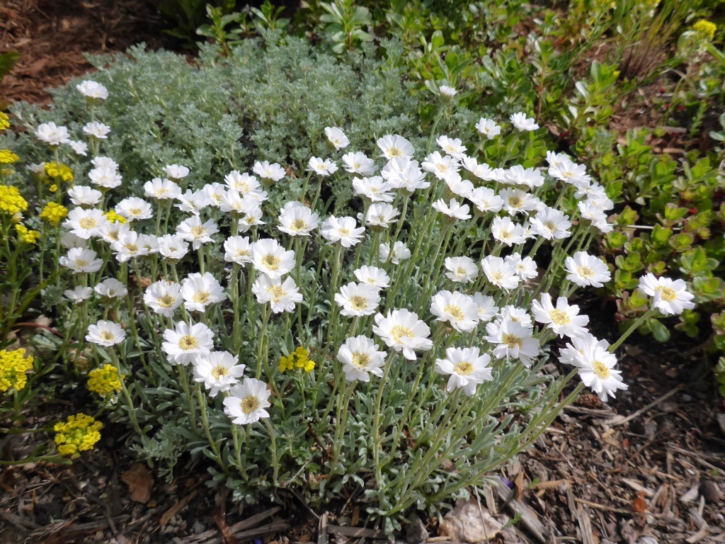 Achillea ageratifolia; Calgary, AB.