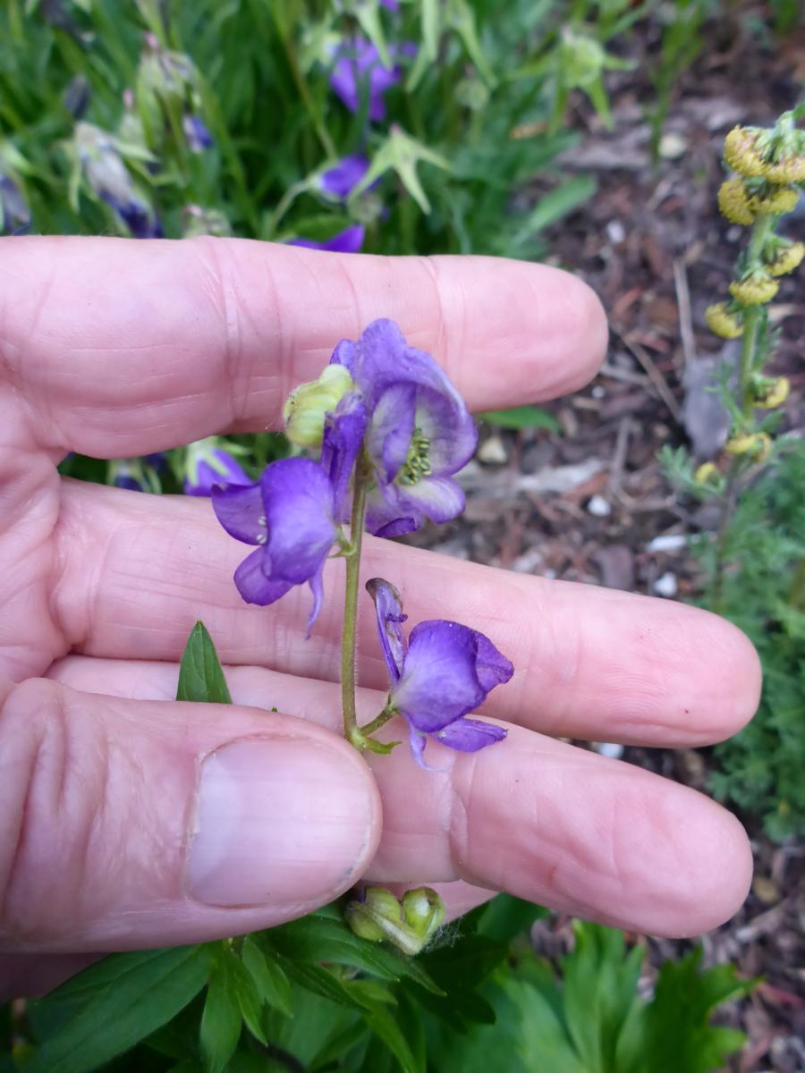 Aconitum sp. ex. DaXue Shan; Calgary, AB.