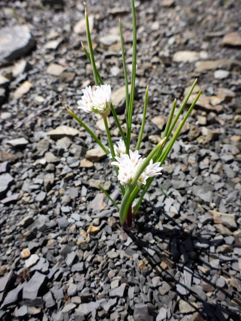 Allium textile in the wild, central AB.