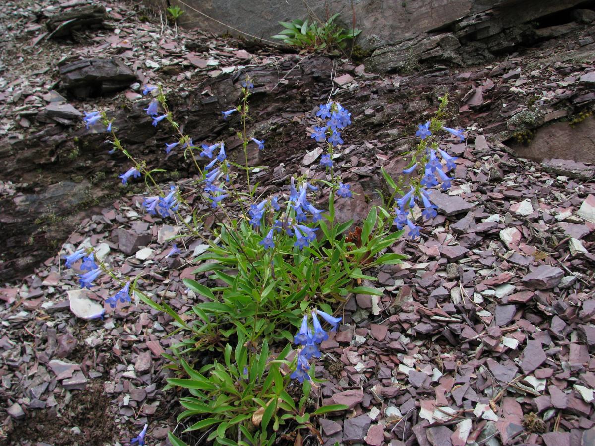 Penstemon albertinus