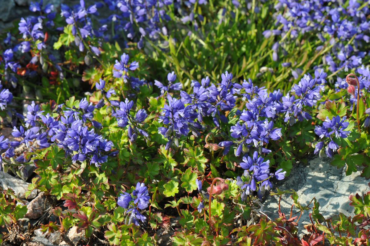 Polygala calcarea