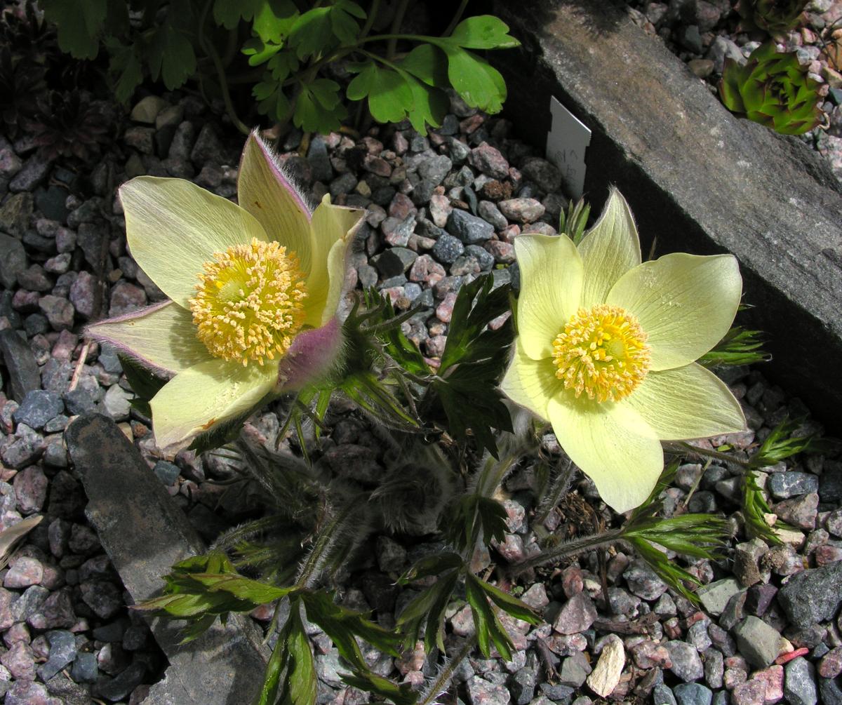 Pulsatilla patens subsp. flavescens; photo by Todd Boland