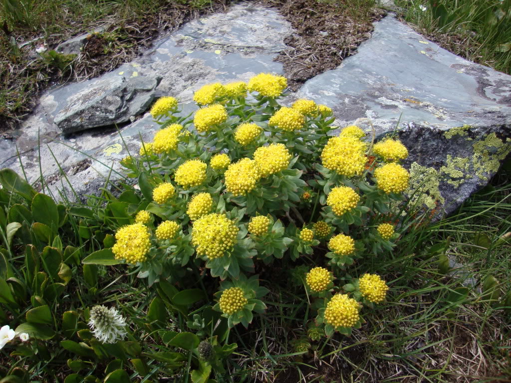 Rhodiola rosea