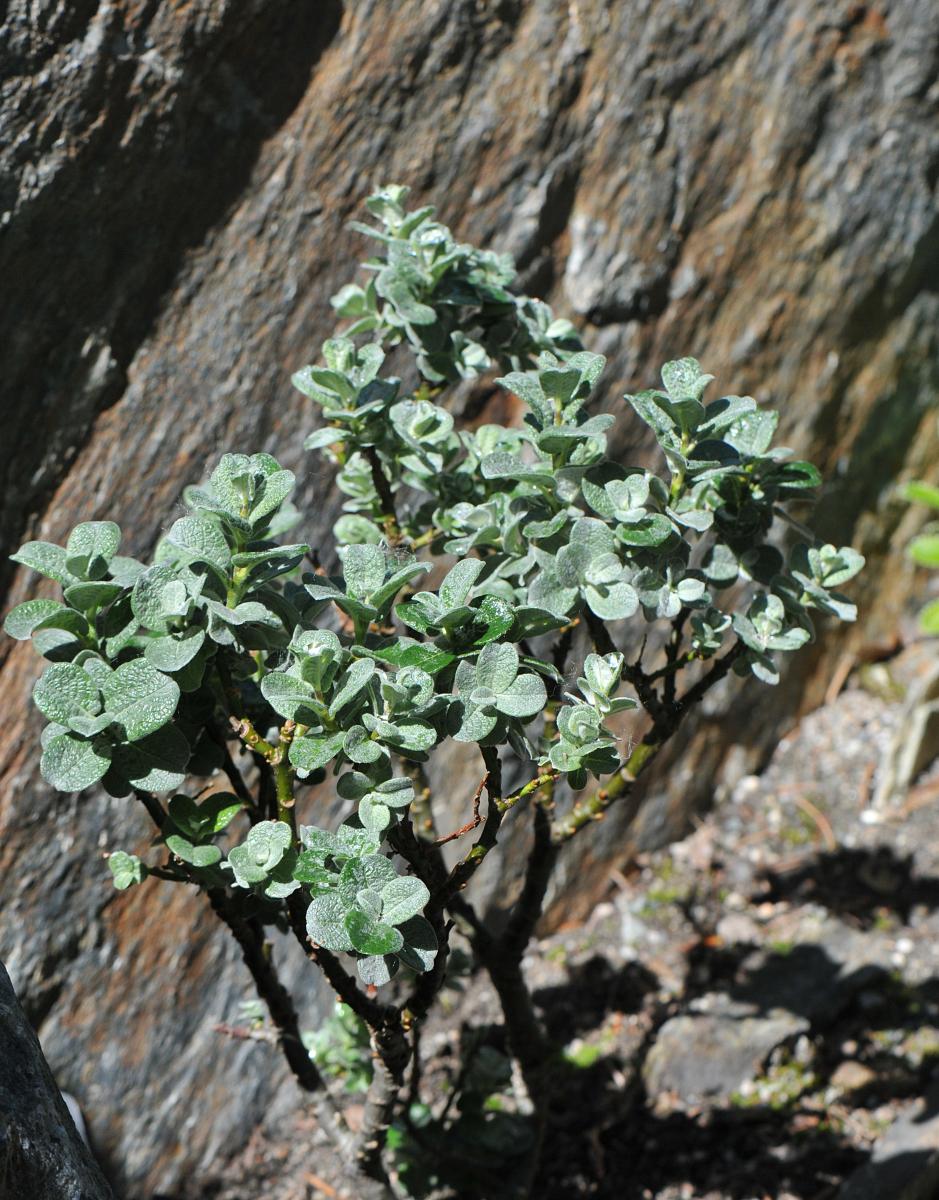 Salix X boydii