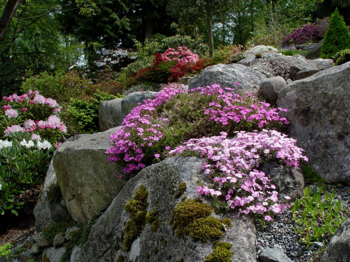 Phlox