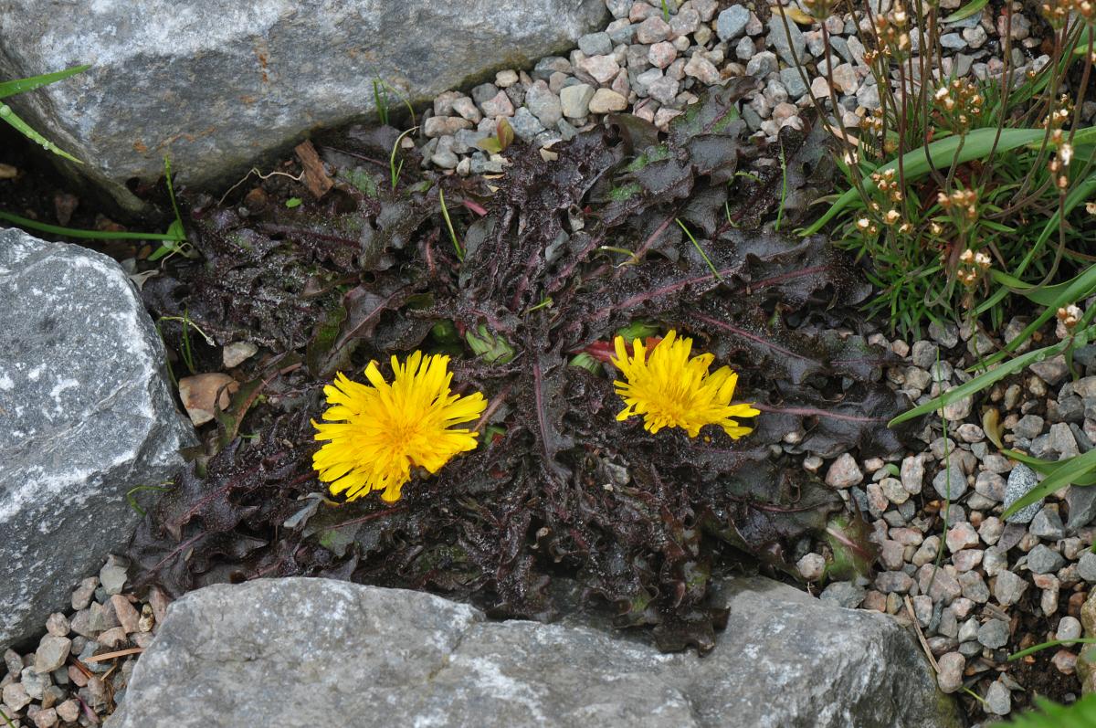 Taraxacum rubrifolium