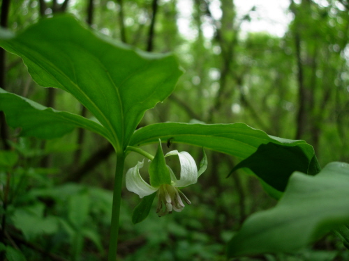 Trillium cernuum North American Rock Garden Society