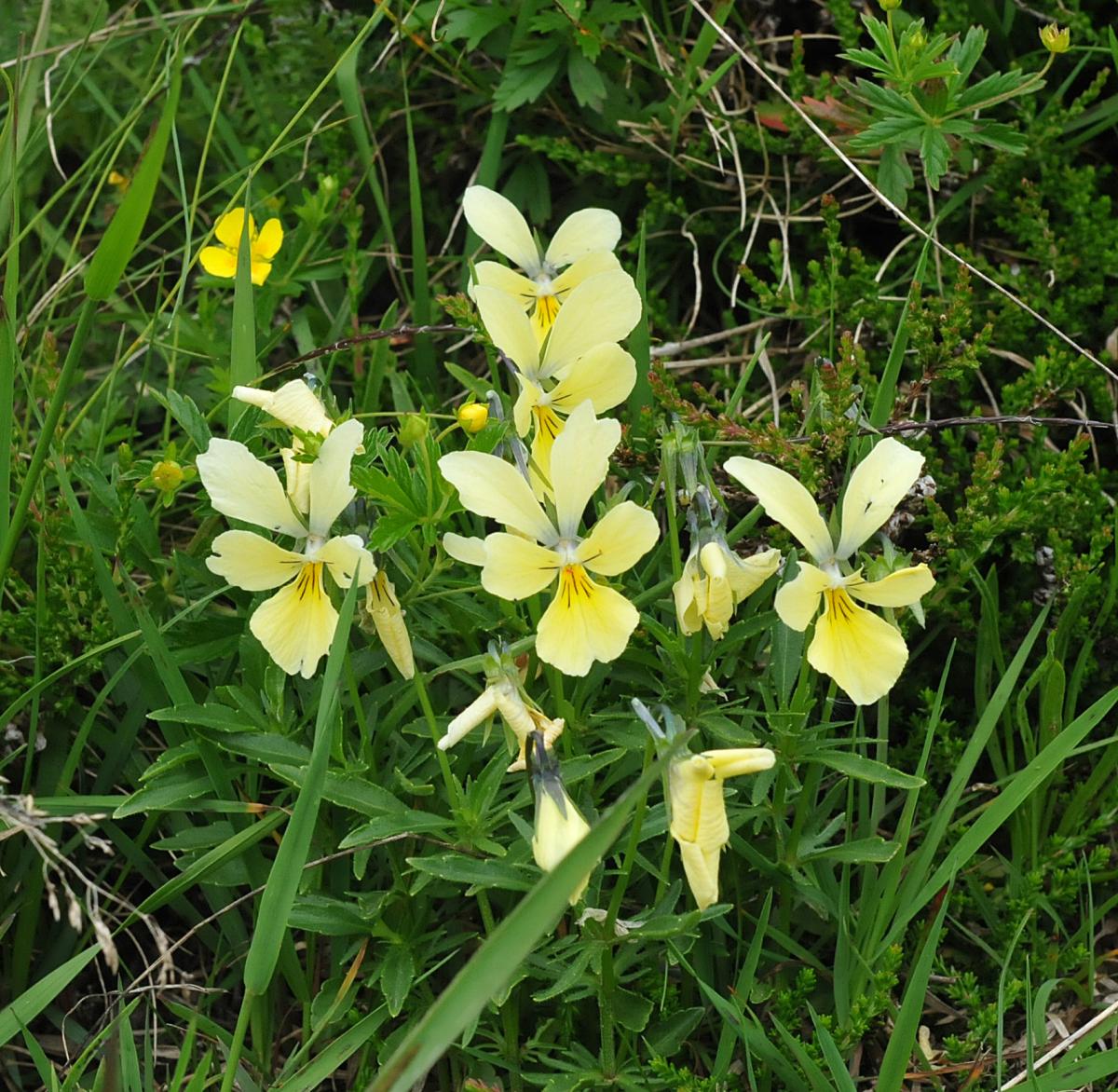 Viola lutea