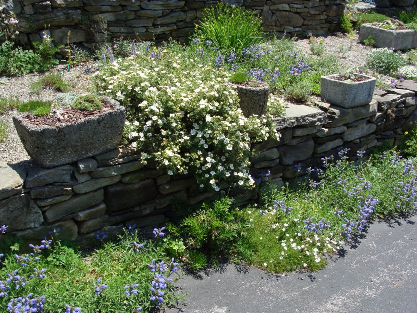 Potentilla davurica v mandschurica