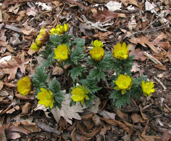 Adonis amurensis; photo by Todd Boland