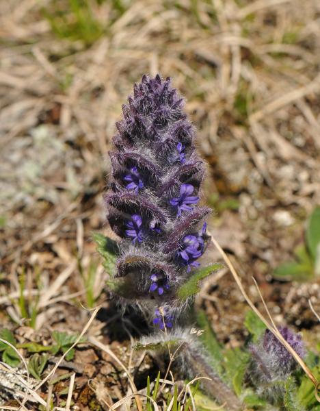 Ajuga orientalis