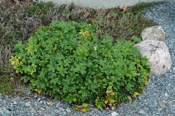 Alchemilla alpina