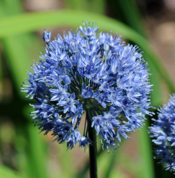 Allium caeruleum