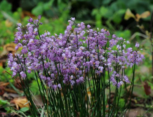 Allium thunbergii; photo by Todd Boland