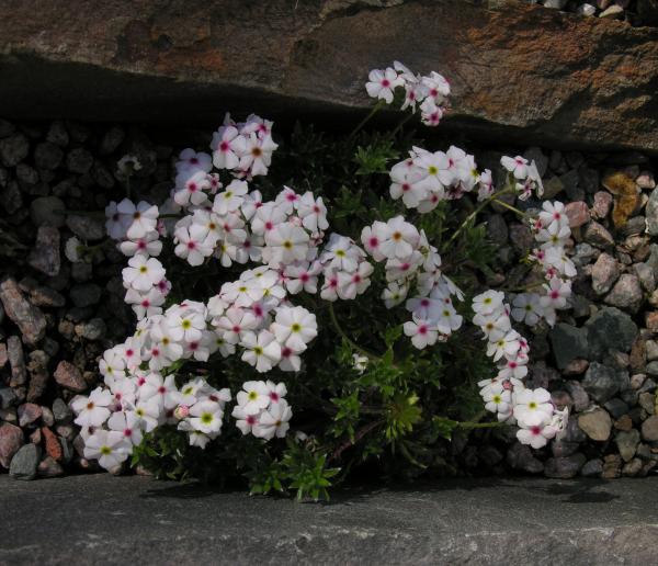 Androsace barbulata; photo by Todd Boland