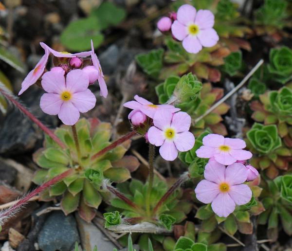 Androsace sempervivoides