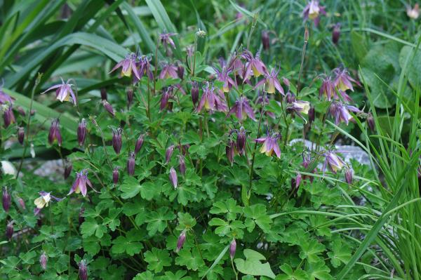 Aquilegia buergeriana 'Calimero'