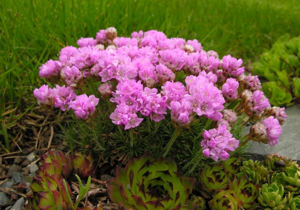 Armeria caespitosa; photo by Todd Boland