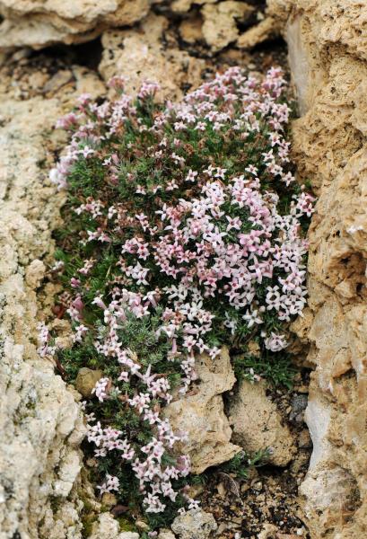 Asperula boissierii