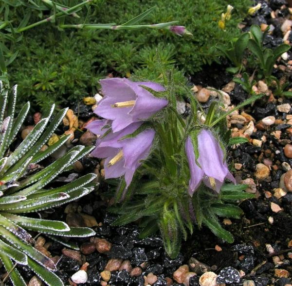 Campanula alpina