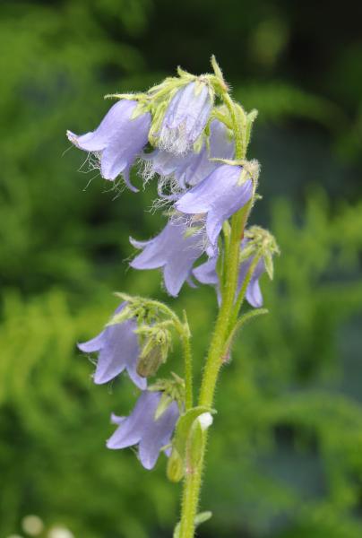 Campanula barbata