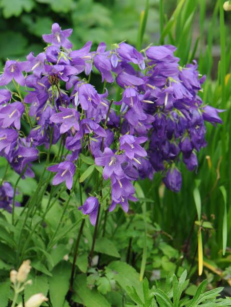 Campanula collina