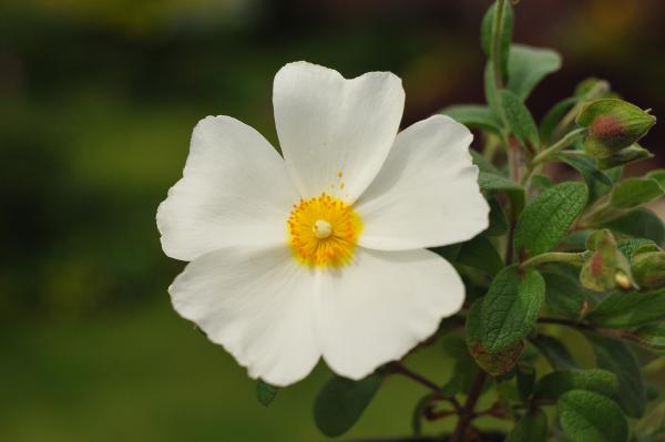 Cistus albanicus