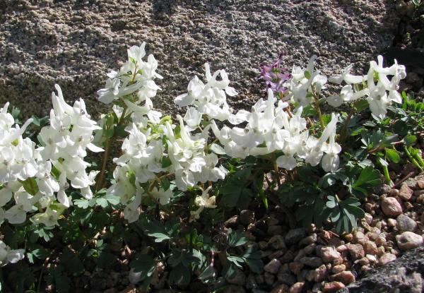 Corydalis malkensis