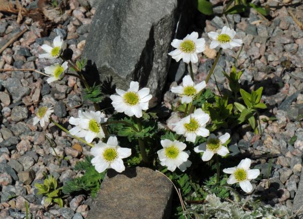 Callianthemum coriandrifolium