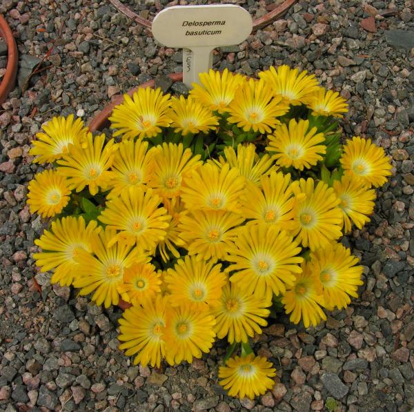 Delosperma basuticum; photo by Todd Boland