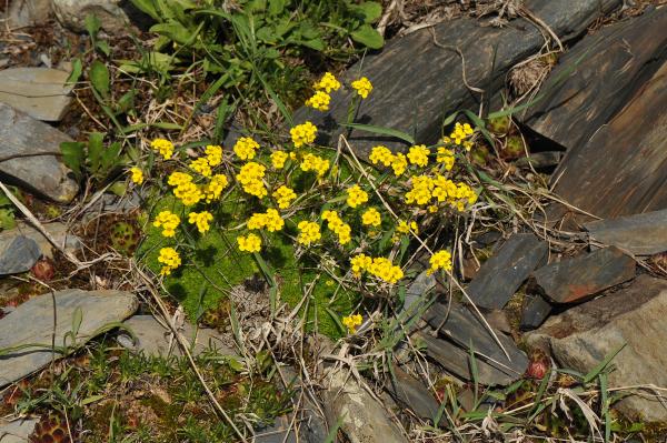 Draba rigida var. bryoides