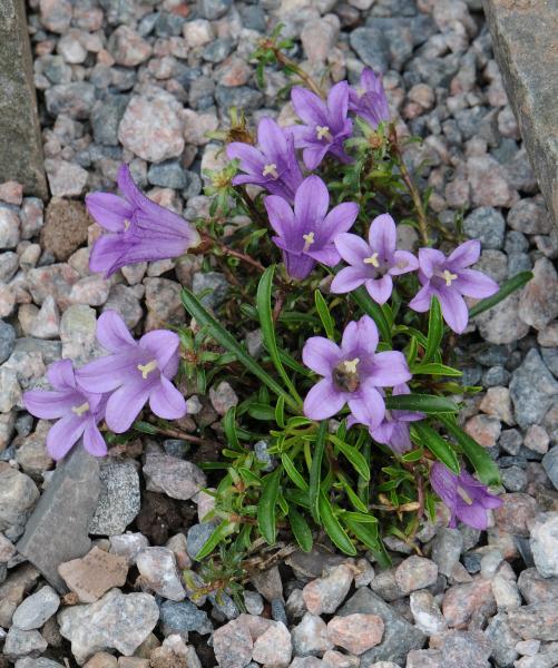 Edraianthus serphyllifolius