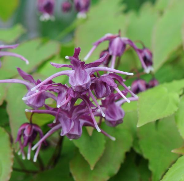 Epimedium grandiflorum 'Saxton's Purple'