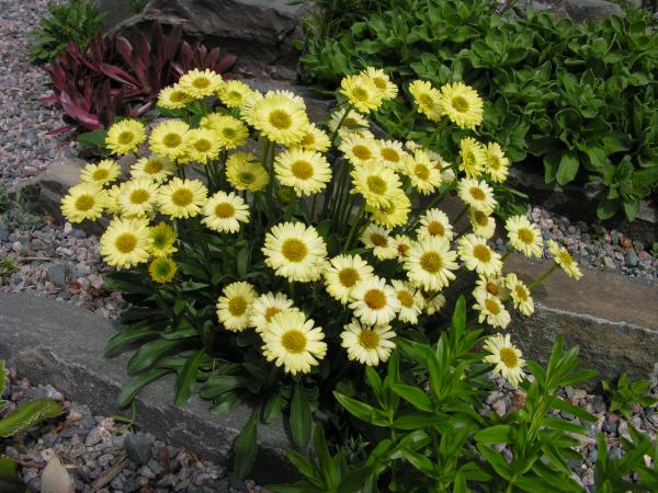 Erigeron aureus; photo by Todd Boland