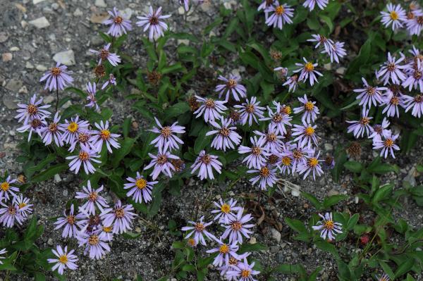 Eurybia siberica; growing in Alberta; photo by Todd Boland