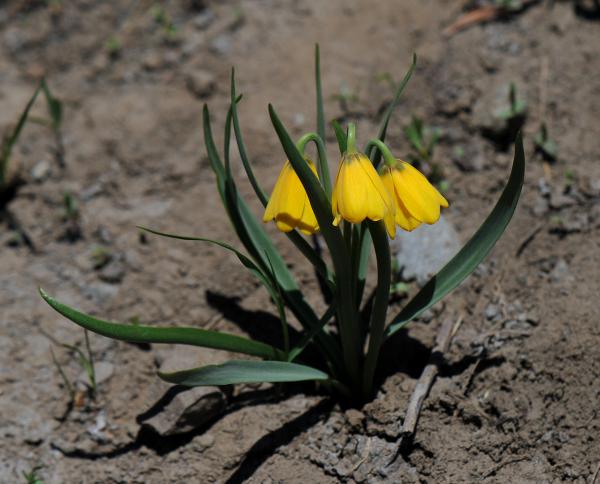 Fritillaria pudica