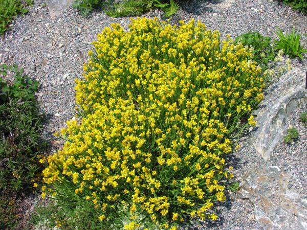 Genista sagittalis