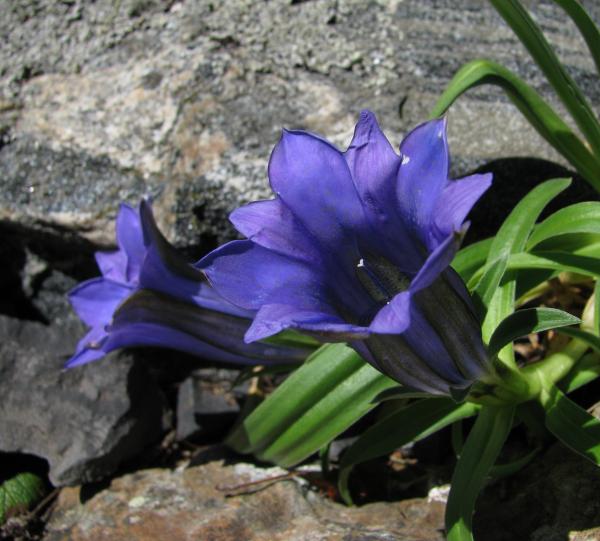 Gentiana georgei; photo by Todd Boland