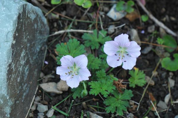 Geranium farreri