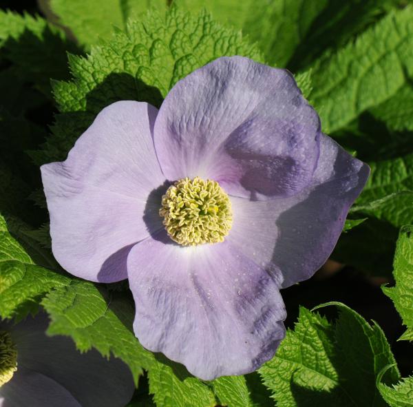 Glaucidium palmatum; photo by Todd Boland