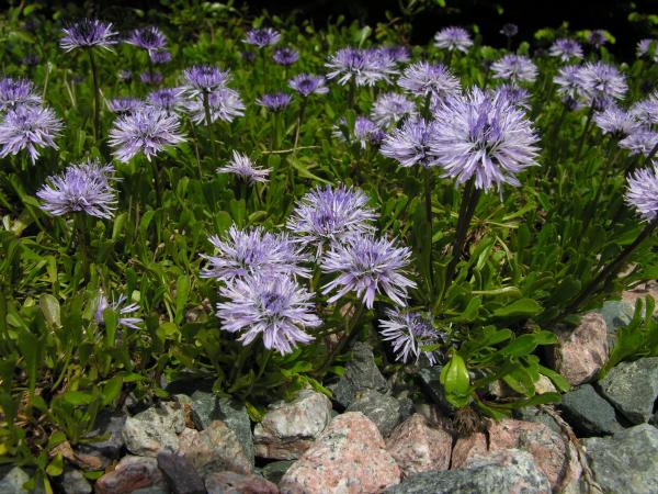 Globularia cordifolia; photo by Todd Boland