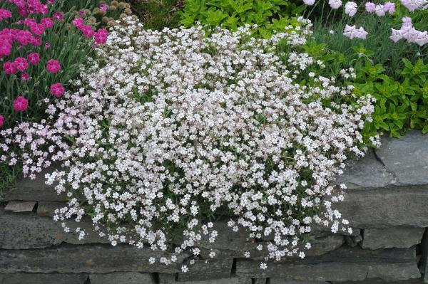 Gypsophla repens