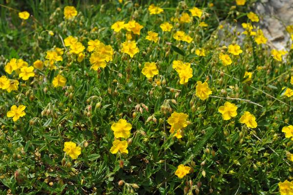 Helianthemum nummularium