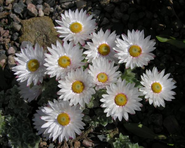 Helichrysum milfordiae; photo by Todd Boland