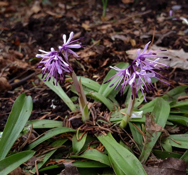 Heloniopsis orientalis