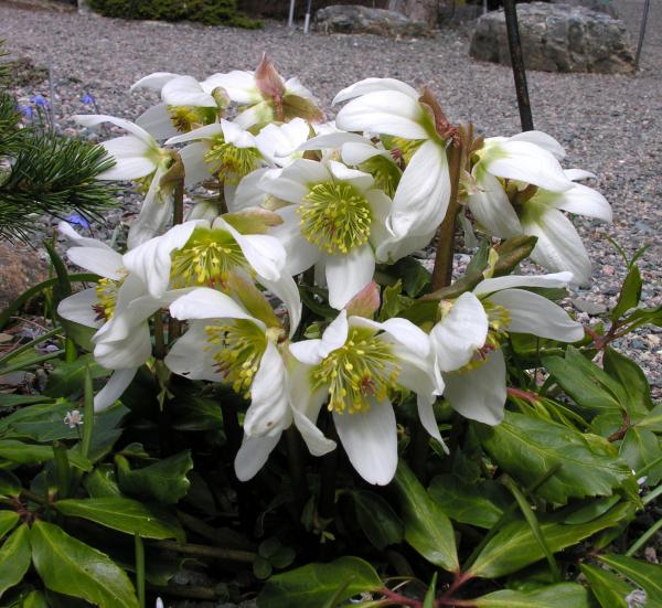 Helleborus niger; photo by Todd Boland