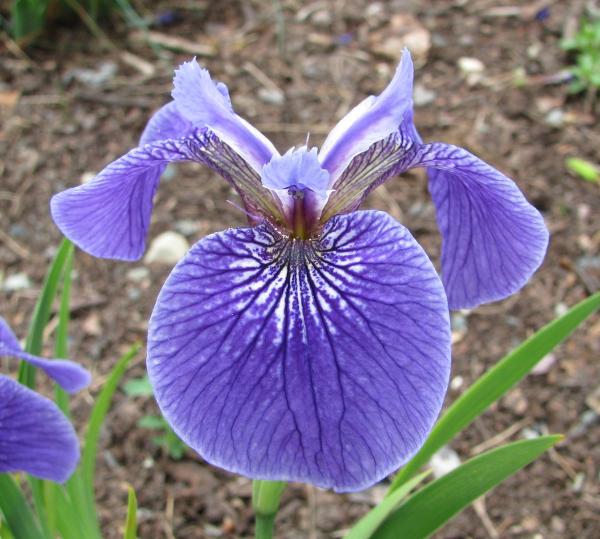 iris hookeri; photo by Todd Boland