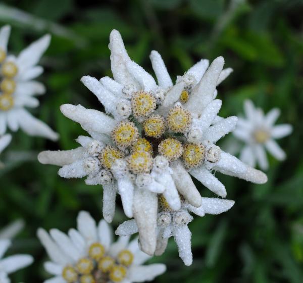 Leontopodium alpinum