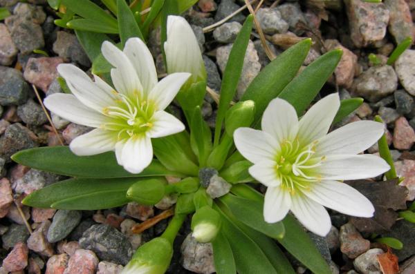 Lewisia nevadensis