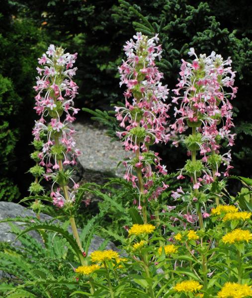 Morina longifolia